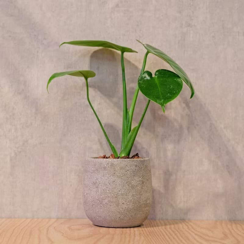 龜背芋 桌上型水泥盆栽 觀葉植物 禮物 盆栽 交換禮物 植物