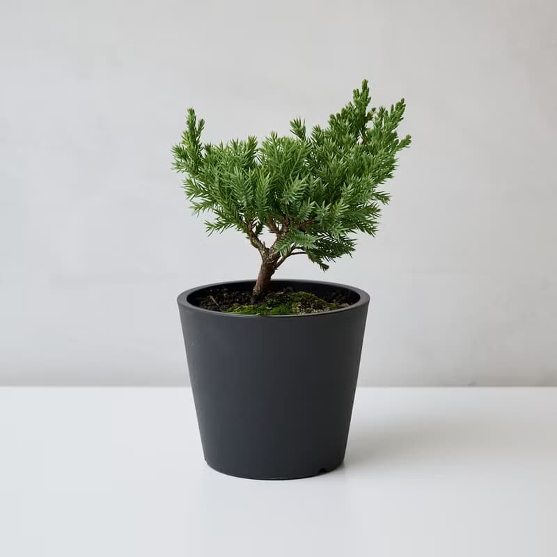 真柏 | 日曬系綠植生活 低調但超有個性