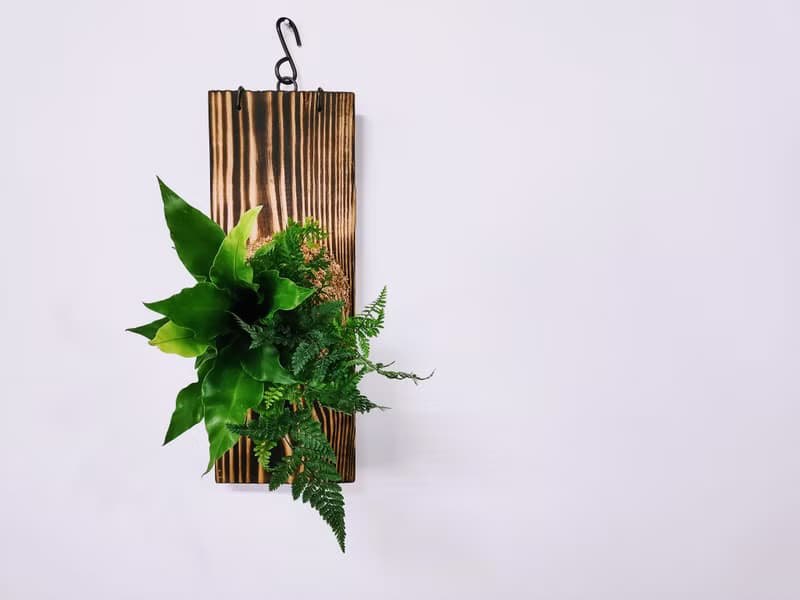 組合綠植板植│室內植物│窗邊植物│觀葉植物
