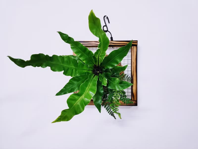 組合綠植板植│室內植物│窗邊植物│觀葉植物