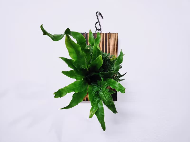 組合綠植板植│室內植物│窗邊植物│觀葉植物