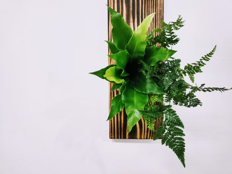 組合綠植板植│室內植物│窗邊植物│觀葉植物