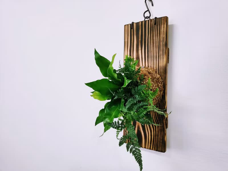 組合綠植板植│室內植物│窗邊植物│觀葉植物