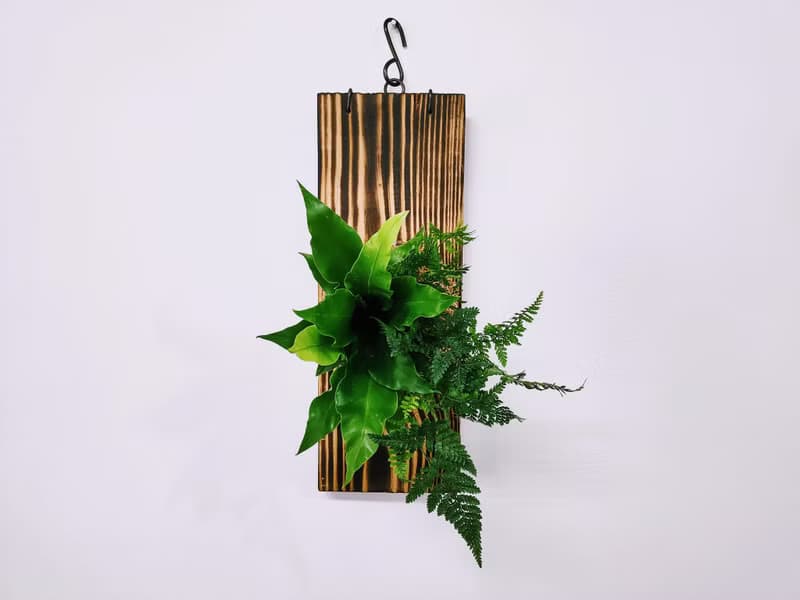 組合綠植板植│室內植物│窗邊植物│觀葉植物