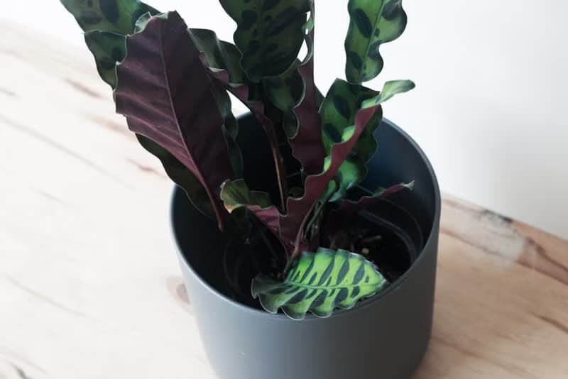 Insignis 貓眼_室內植栽