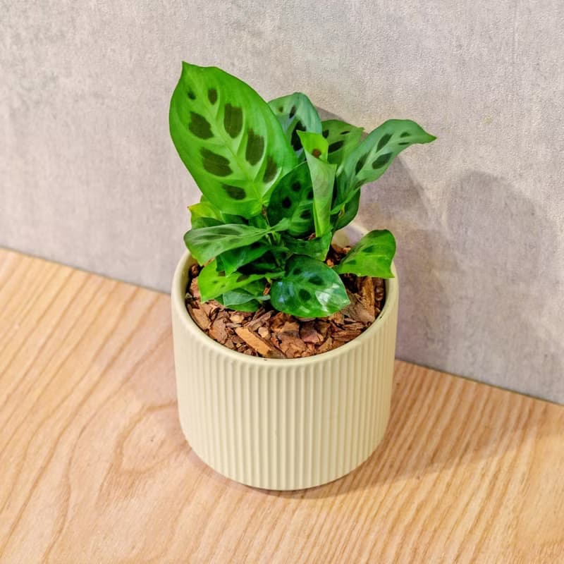 綠豹竹芋 莫蘭迪色系直紋陶盆 室內植物 觀葉植物 禮物 盆栽