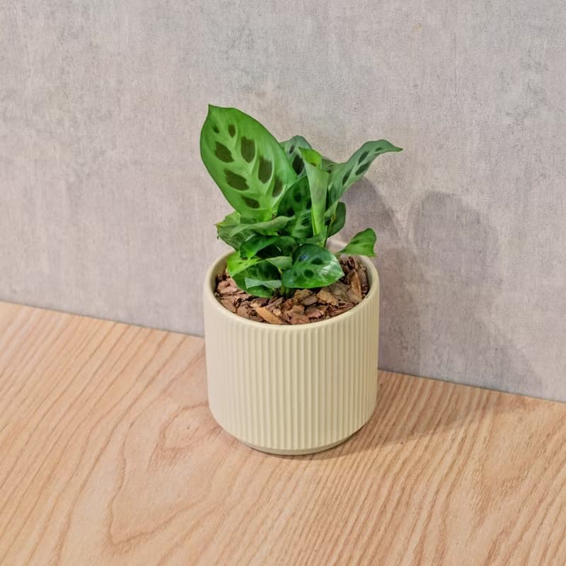 綠豹竹芋 莫蘭迪色系直紋陶盆 室內植物 觀葉植物 禮物 盆栽