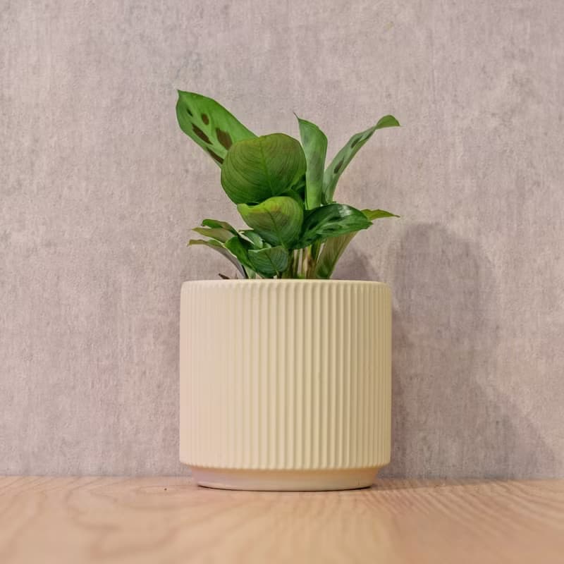 綠豹竹芋 莫蘭迪色系直紋陶盆 室內植物 觀葉植物 禮物 盆栽