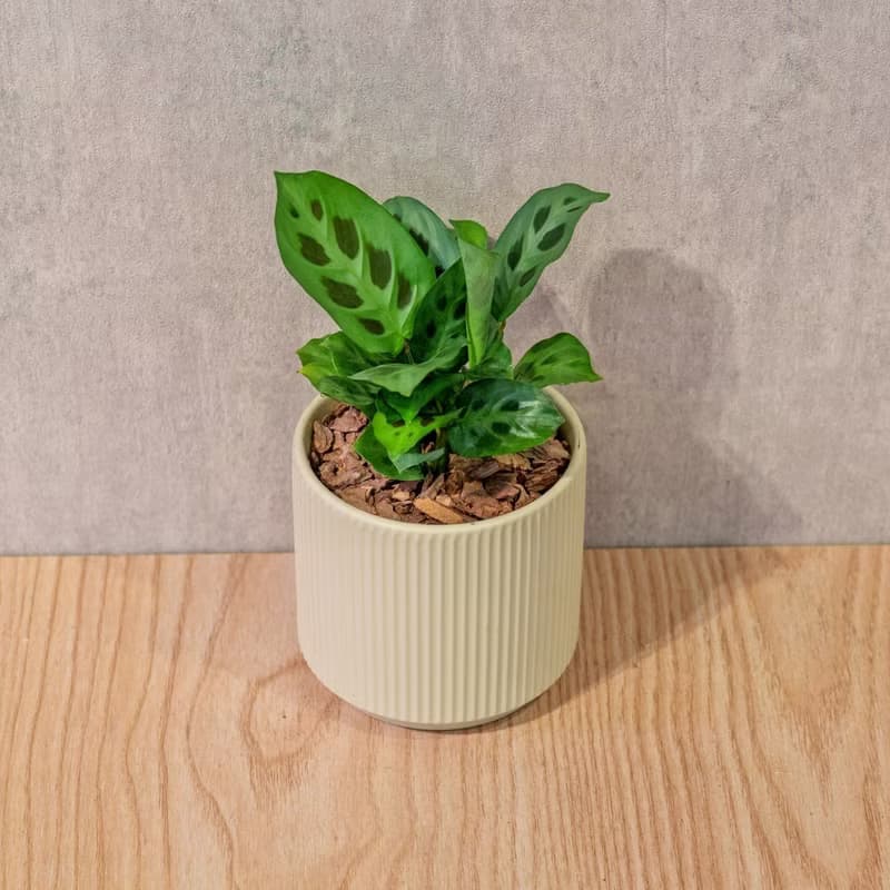 綠豹竹芋 莫蘭迪色系直紋陶盆 室內植物 觀葉植物 禮物 盆栽