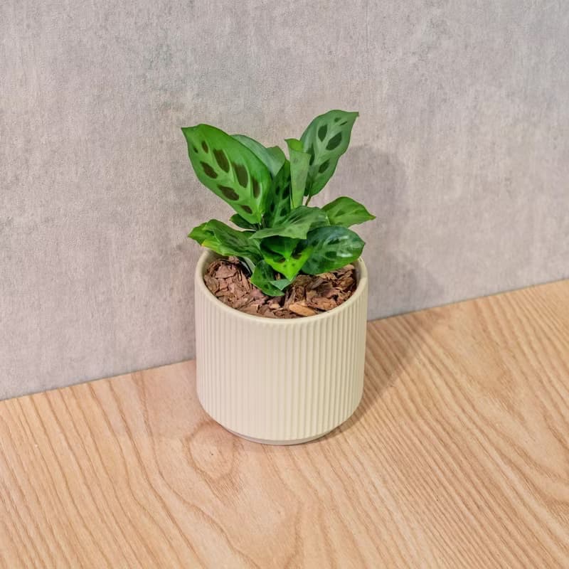 綠豹竹芋 莫蘭迪色系直紋陶盆 室內植物 觀葉植物 禮物 盆栽