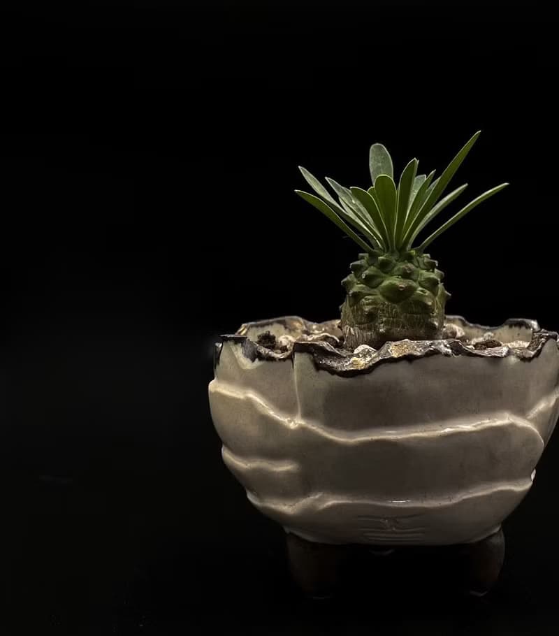 KO盆器- 金屬白三足盆