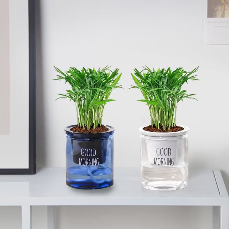 植栽 室內盆栽 袖珍椰子 懶人盆栽
