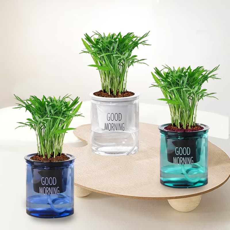 植栽 室內盆栽 袖珍椰子 懶人盆栽