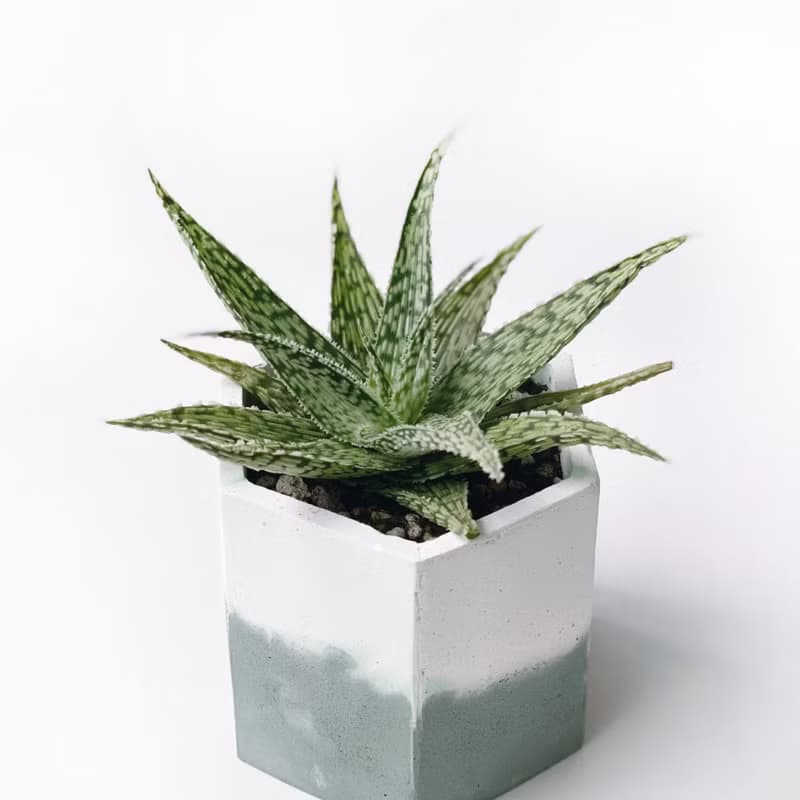 (預購) 莫蘭迪綠系列 | 雪花蘆薈 六邊形雙色水泥多肉植栽