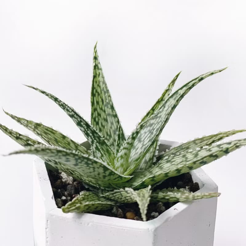 (預購) 莫蘭迪綠系列 | 雪花蘆薈 六邊形雙色水泥多肉植栽