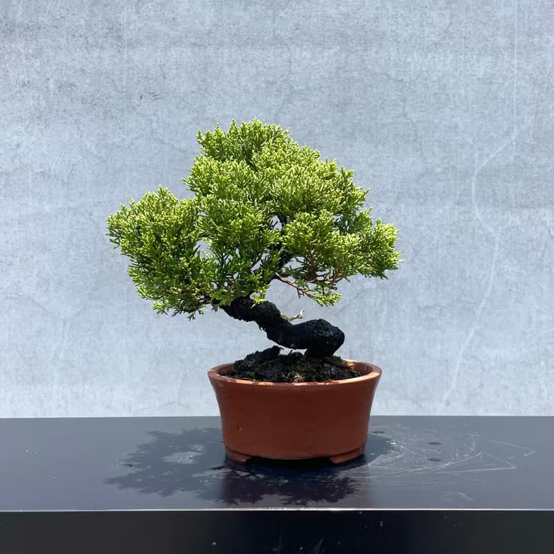 小品盆栽-日本系魚川真柏 盆景 送禮