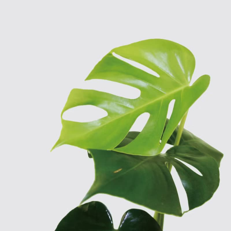 │ 方盆系列 │ 電信蘭 - 龜背芋 裂葉 水耕盆栽 觀葉植物