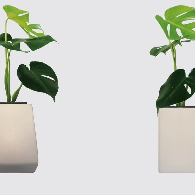│ 方盆系列 │ 電信蘭 - 龜背芋 裂葉 水耕盆栽 觀葉植物