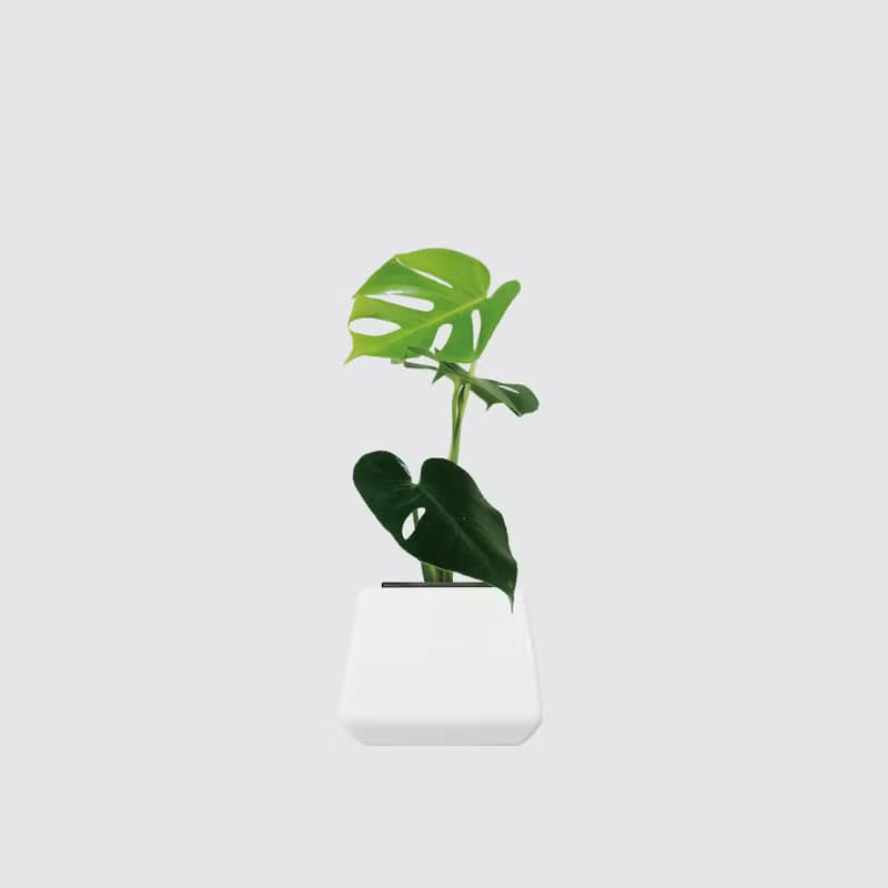 │ 方盆系列 │ 電信蘭 - 龜背芋 裂葉 水耕盆栽 觀葉植物