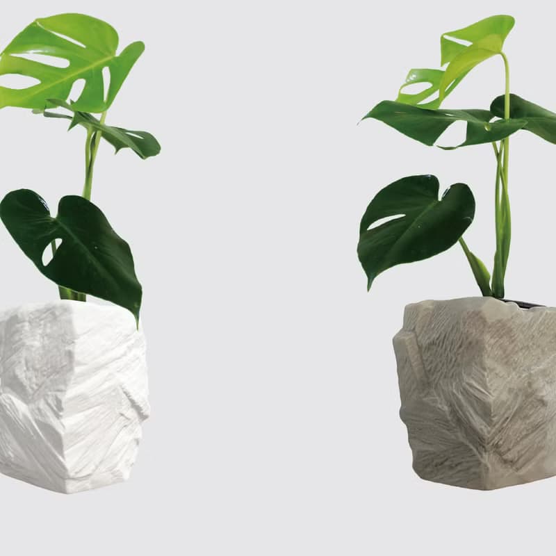 │ 方盆系列 │ 電信蘭 - 龜背芋 裂葉 水耕盆栽 觀葉植物