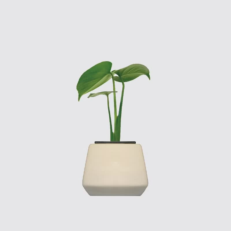 │ 方盆系列 │ 電信蘭 - 龜背芋 裂葉 水耕盆栽 觀葉植物