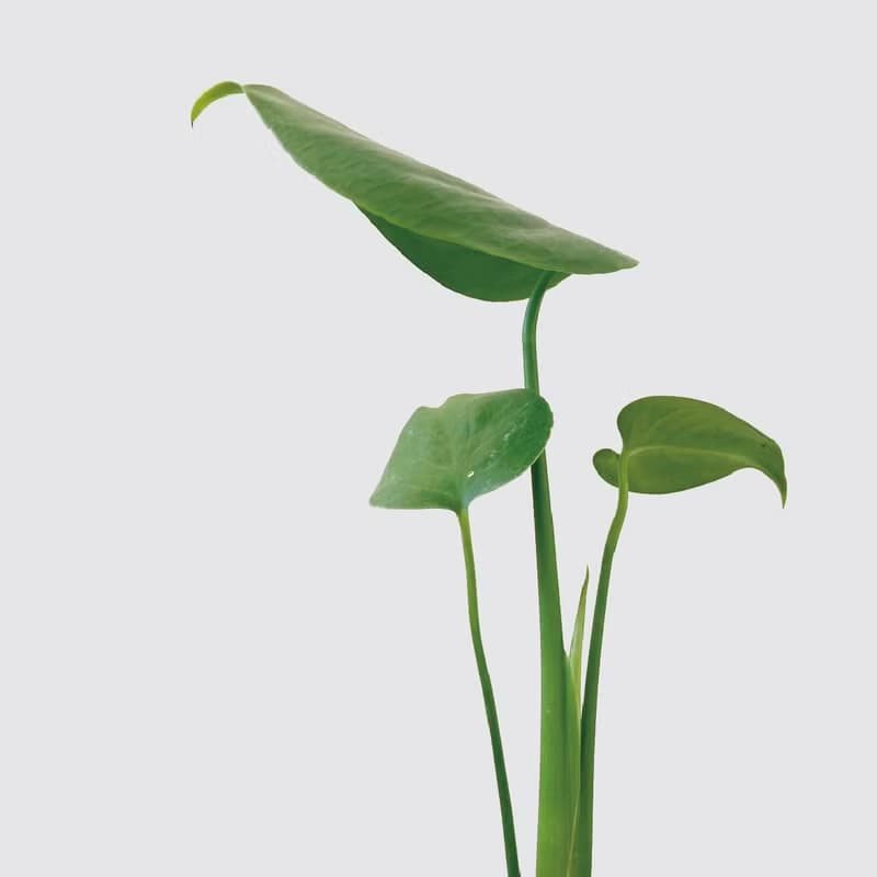 │ 方盆系列 │ 電信蘭 - 龜背芋 裂葉 水耕盆栽 觀葉植物