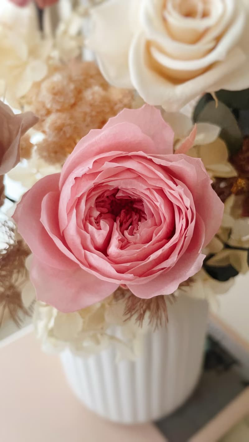 Miss。花謎 【牛奶罐永生桌花】高盆 開幕花禮 盆花