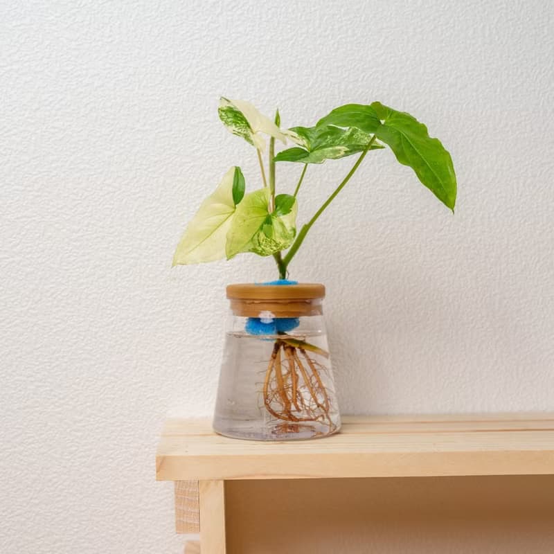 大理石合果芋 三角水耕盆栽 室內植物 觀葉植物 禮物 水培