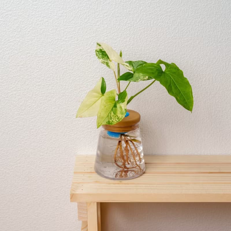 大理石合果芋 三角水耕盆栽 室內植物 觀葉植物 禮物 水培