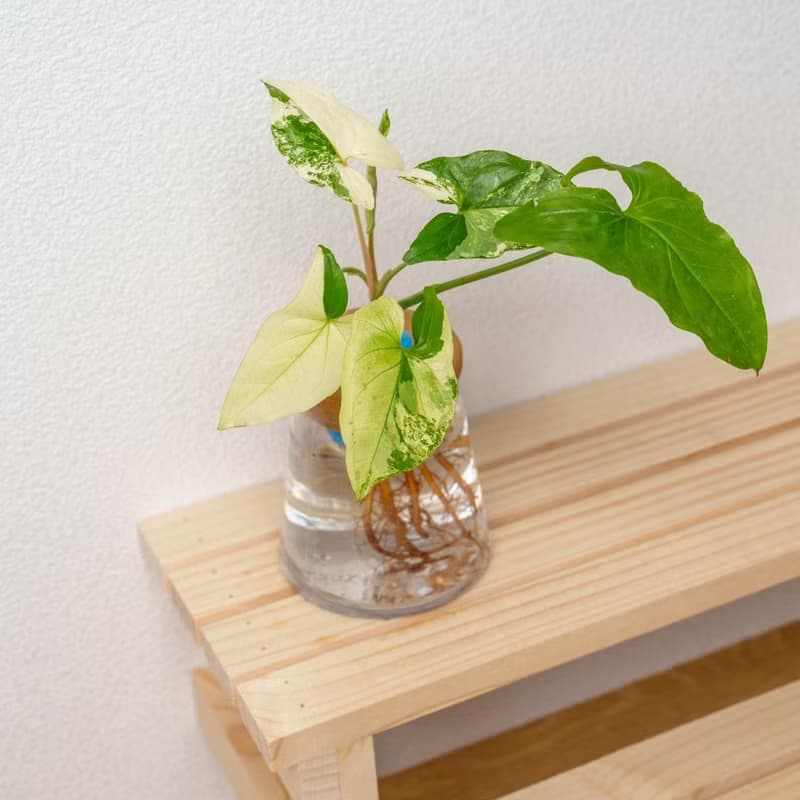 大理石合果芋 三角水耕盆栽 室內植物 觀葉植物 禮物 水培