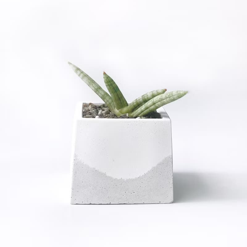 (預購) 白灰漸層系列 | 佛手虎尾蘭 稀有虎尾蘭 方形雙色水泥植栽