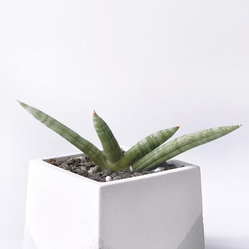 (預購) 白灰漸層系列 | 佛手虎尾蘭 稀有虎尾蘭 方形雙色水泥植栽