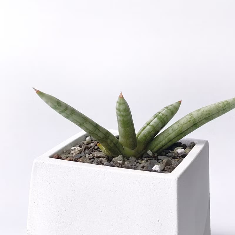 (預購) 白灰漸層系列 | 佛手虎尾蘭 稀有虎尾蘭 方形雙色水泥植栽