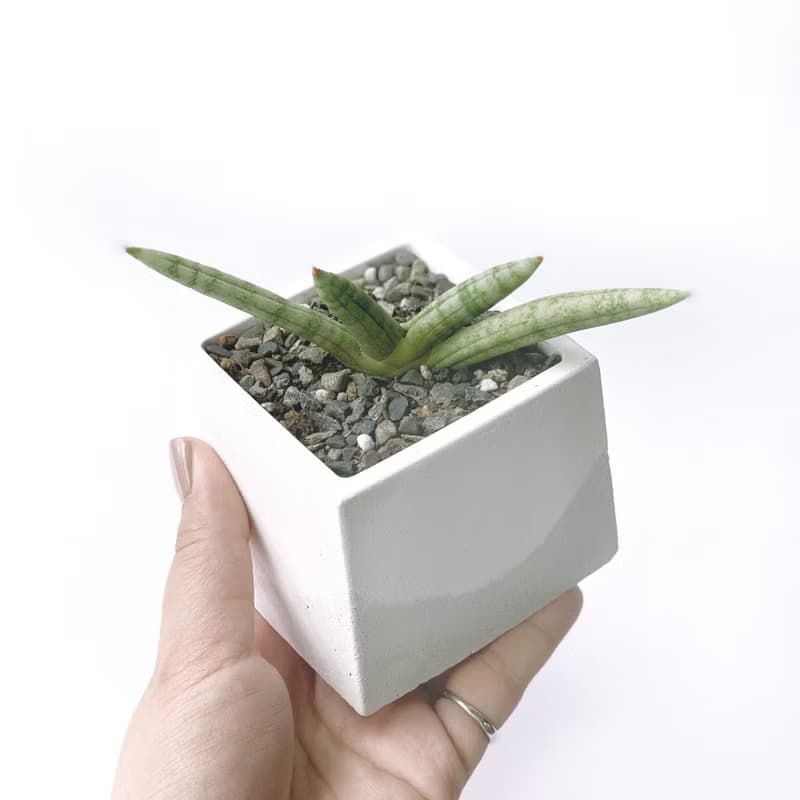 (預購) 白灰漸層系列 | 佛手虎尾蘭 稀有虎尾蘭 方形雙色水泥植栽