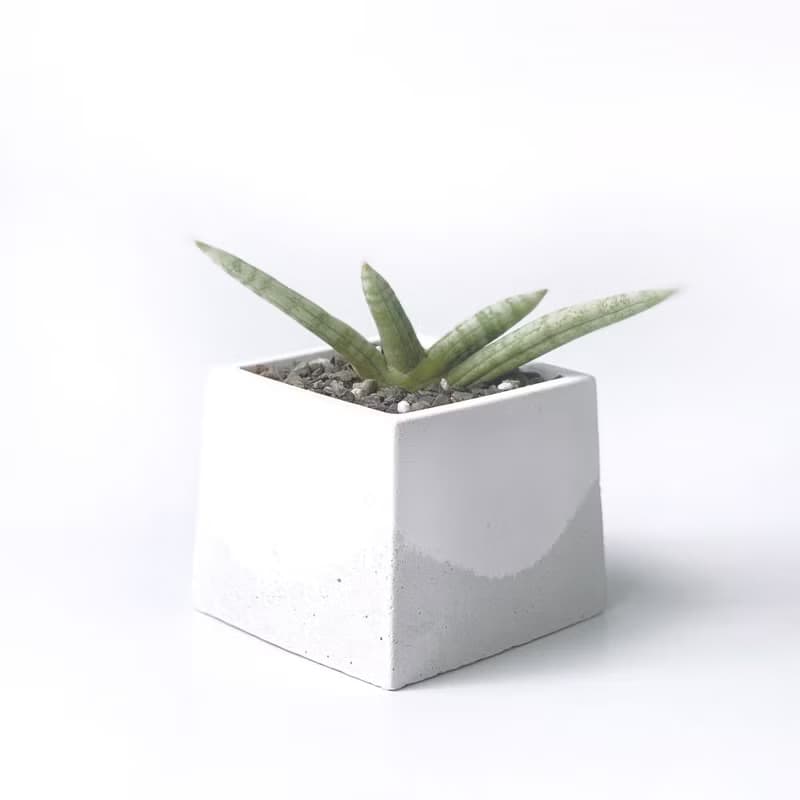 (預購) 白灰漸層系列 | 佛手虎尾蘭 稀有虎尾蘭 方形雙色水泥植栽