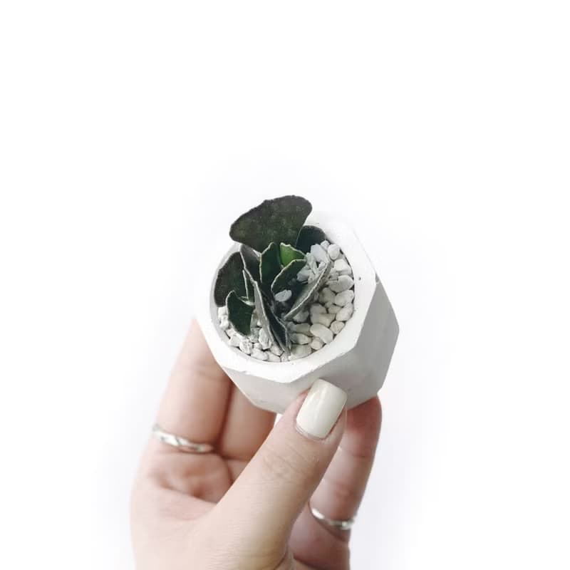 (現貨) 白灰漸層系列 | 褐雀扇 小八角形雙色水泥多肉植栽