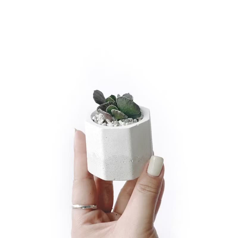(現貨) 白灰漸層系列 | 褐雀扇 小八角形雙色水泥多肉植栽