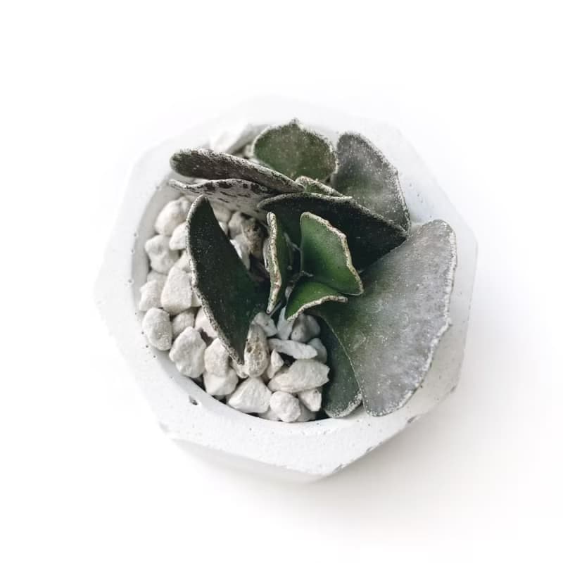 (現貨) 白灰漸層系列 | 褐雀扇 小八角形雙色水泥多肉植栽