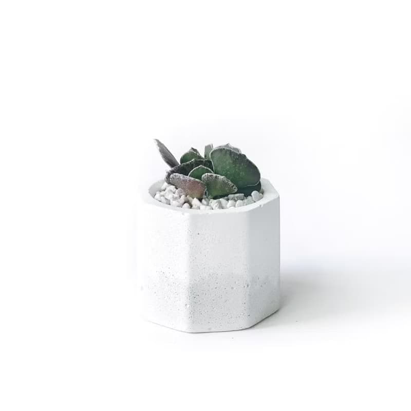 (現貨) 白灰漸層系列 | 褐雀扇 小八角形雙色水泥多肉植栽
