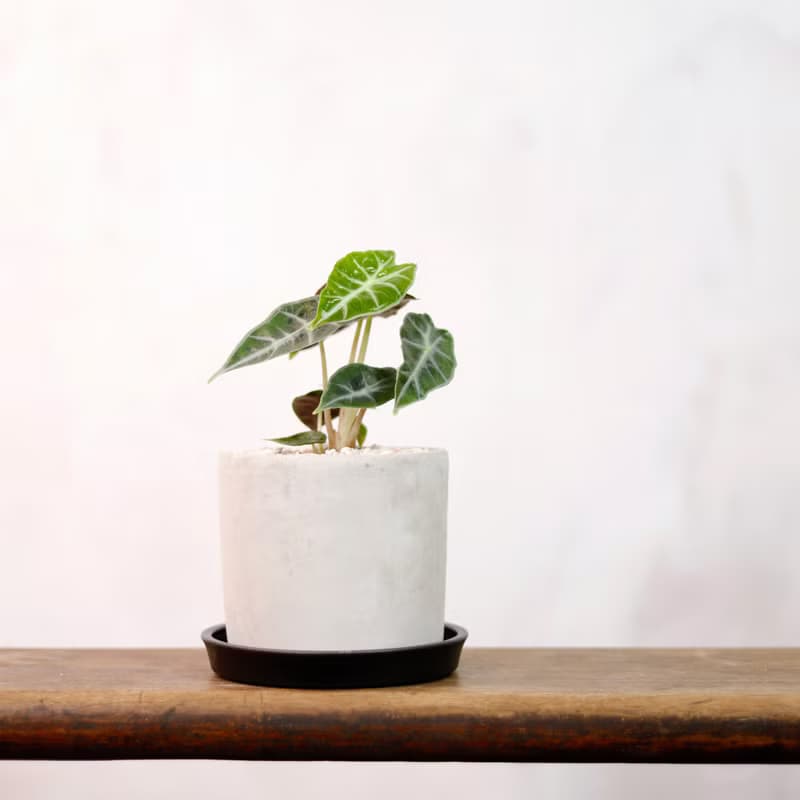 【室內盆栽】小仙女觀音蓮盆栽 小型盆栽 觀葉植物 綠化 盆栽