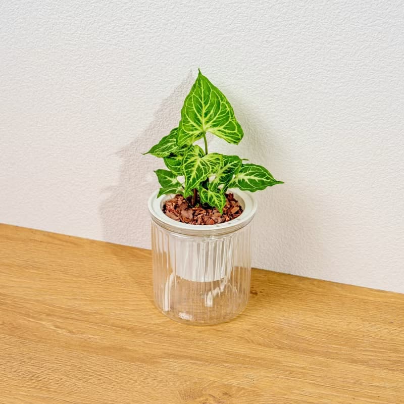 蠟染合果芋 免澆水盆栽 室內植物 觀葉植物 禮物 盆栽 辦公室小物