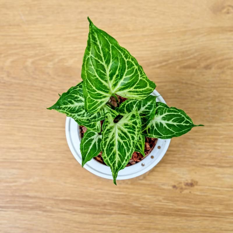 蠟染合果芋 免澆水盆栽 室內植物 觀葉植物 禮物 盆栽 辦公室小物