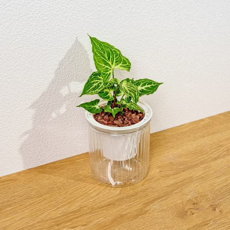 蠟染合果芋 免澆水盆栽 室內植物 觀葉植物 禮物 盆栽 辦公室小物