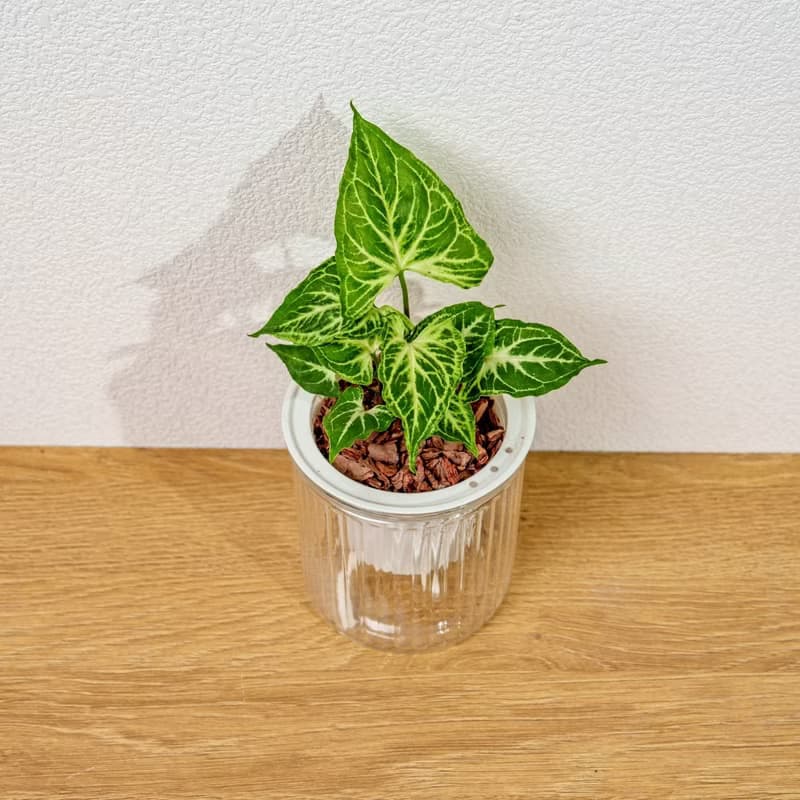 蠟染合果芋 免澆水盆栽 室內植物 觀葉植物 禮物 盆栽 辦公室小物