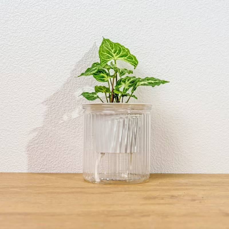 蠟染合果芋 免澆水盆栽 室內植物 觀葉植物 禮物 盆栽 辦公室小物