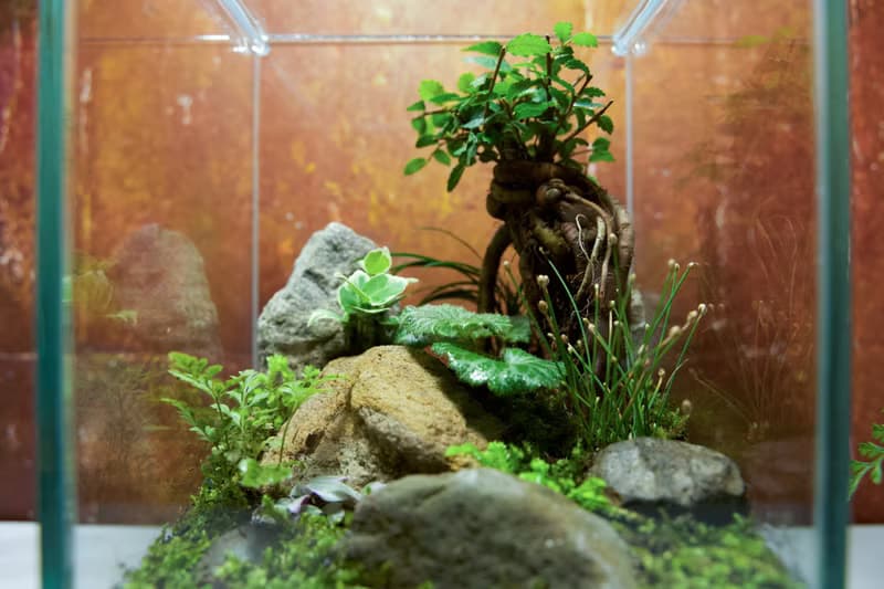 【生態缸－榆夢微塵】微景觀 室內植栽 禮物 辦公室擺設