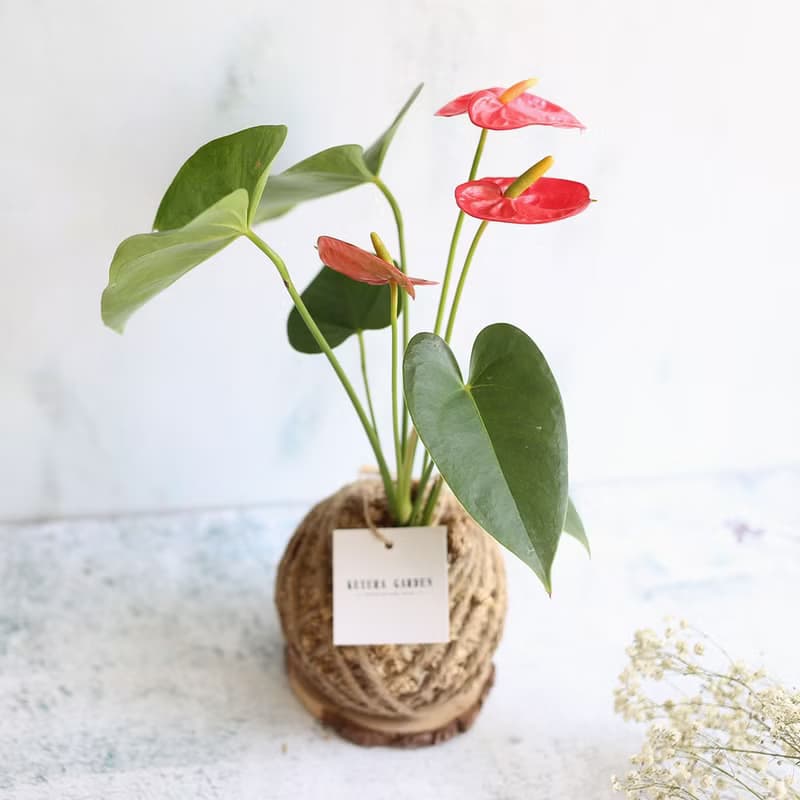 PD17火鶴小苔球 / 懶人植物 新年賀禮