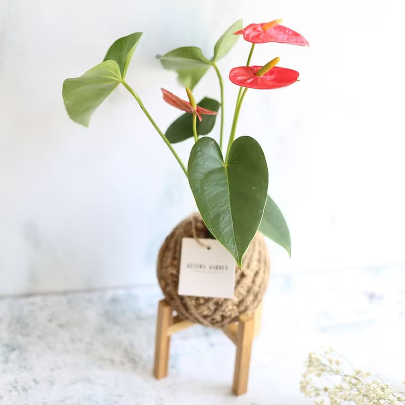 PD17火鶴小苔球 / 懶人植物 新年賀禮