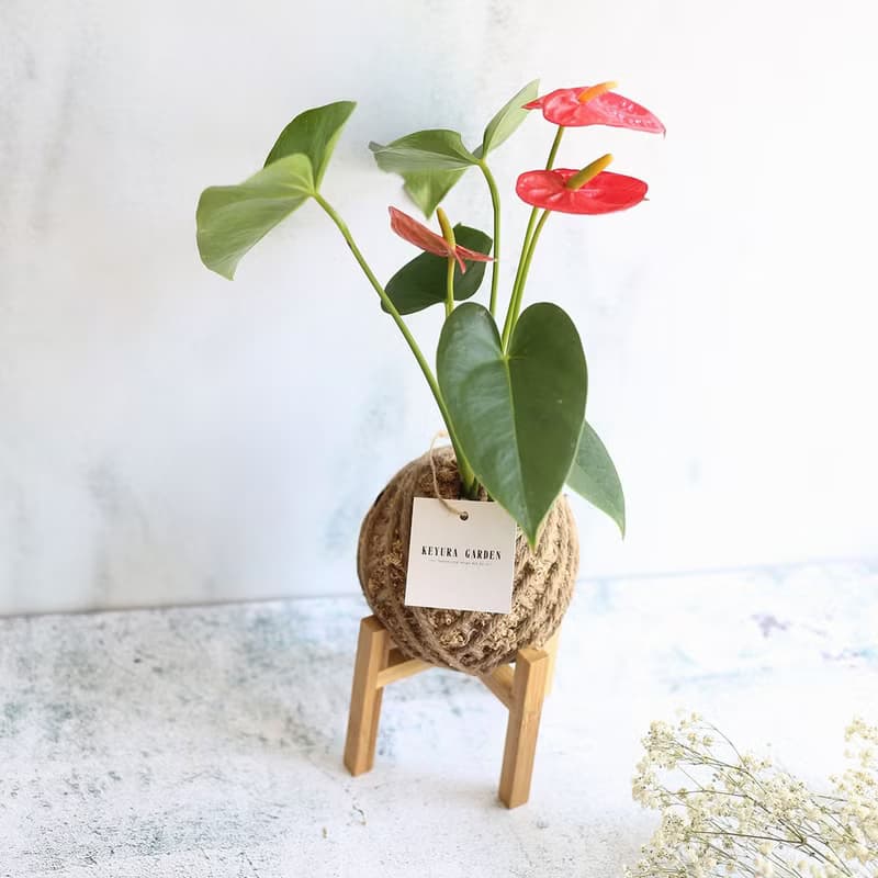 PD17火鶴小苔球 / 懶人植物 新年賀禮