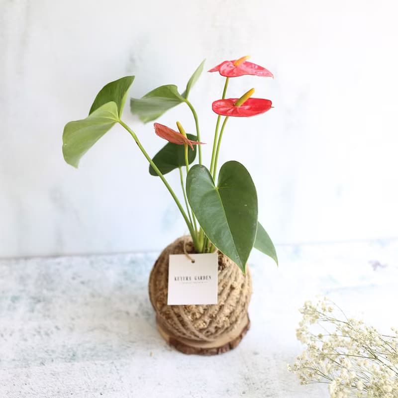 PD17火鶴小苔球 / 懶人植物 新年賀禮